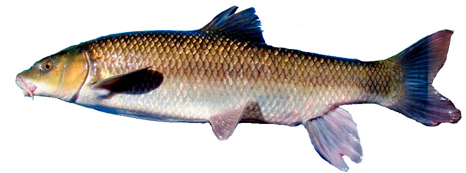 Luciobarbus guiraonis_05.jpg